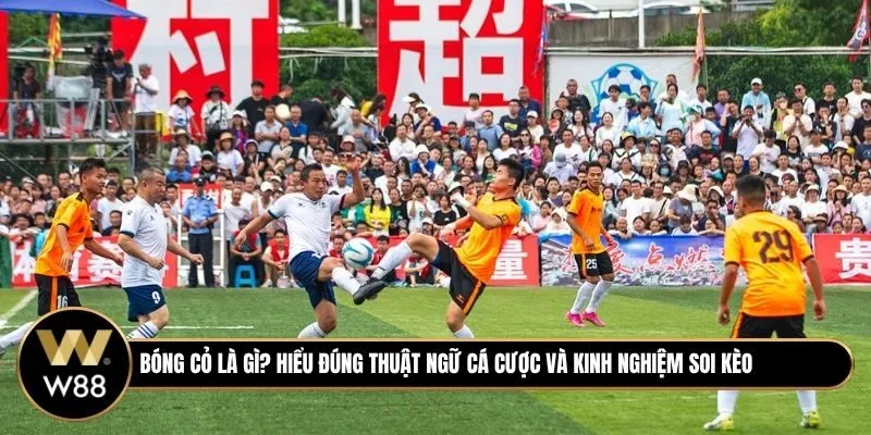 Bóng Cỏ Là Gì? Hiểu Đúng Thuật Ngữ Cá Cược Và Kinh Nghiệm Soi Hiệu Quả